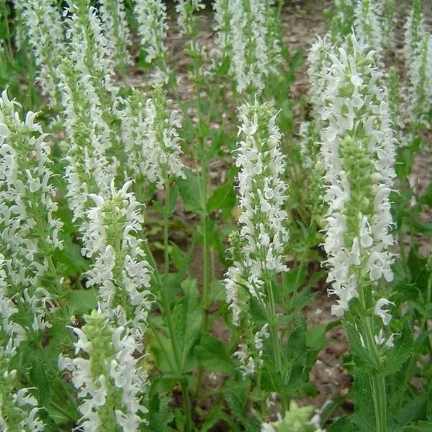 6 x Salbei 'Schneehügel' Salvia nemorosa Topf 9cm Schmetterlingspflanze