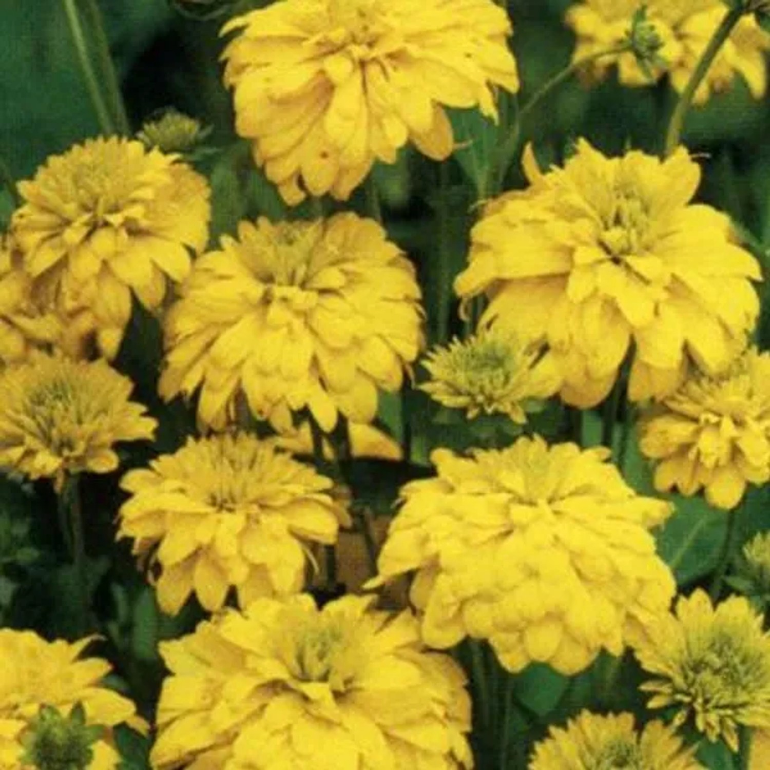 6 x Sonnenhut 'Goldquelle' Rudbeckia,aciniata Topf 9cm Beetrandpflanze