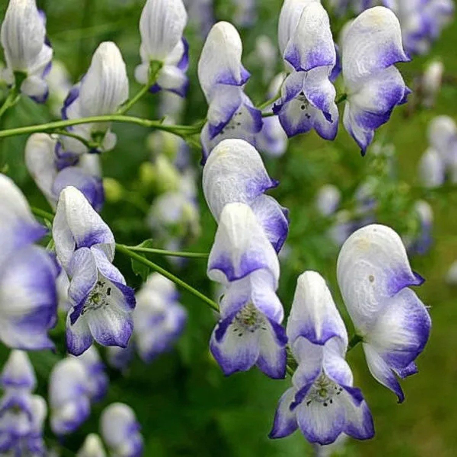 6 x Eisenhut 'Bicolor' Aconitum cammarum Topf 9cm Zweifarbige Blüten