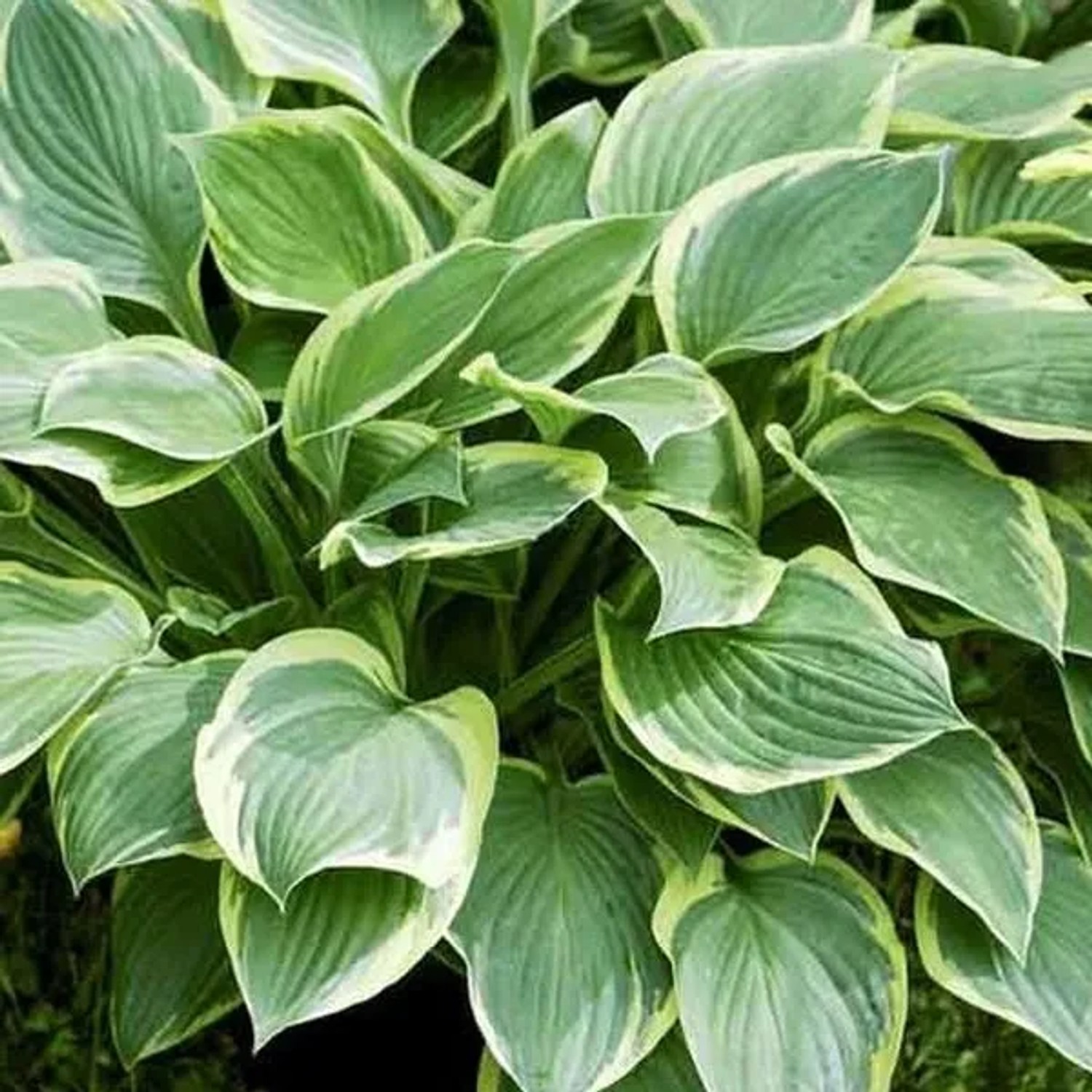 6 x Funkie 'Aureomarginata' Hosta Fortunei Topf 9cm Gelb Gerandetes Laub
