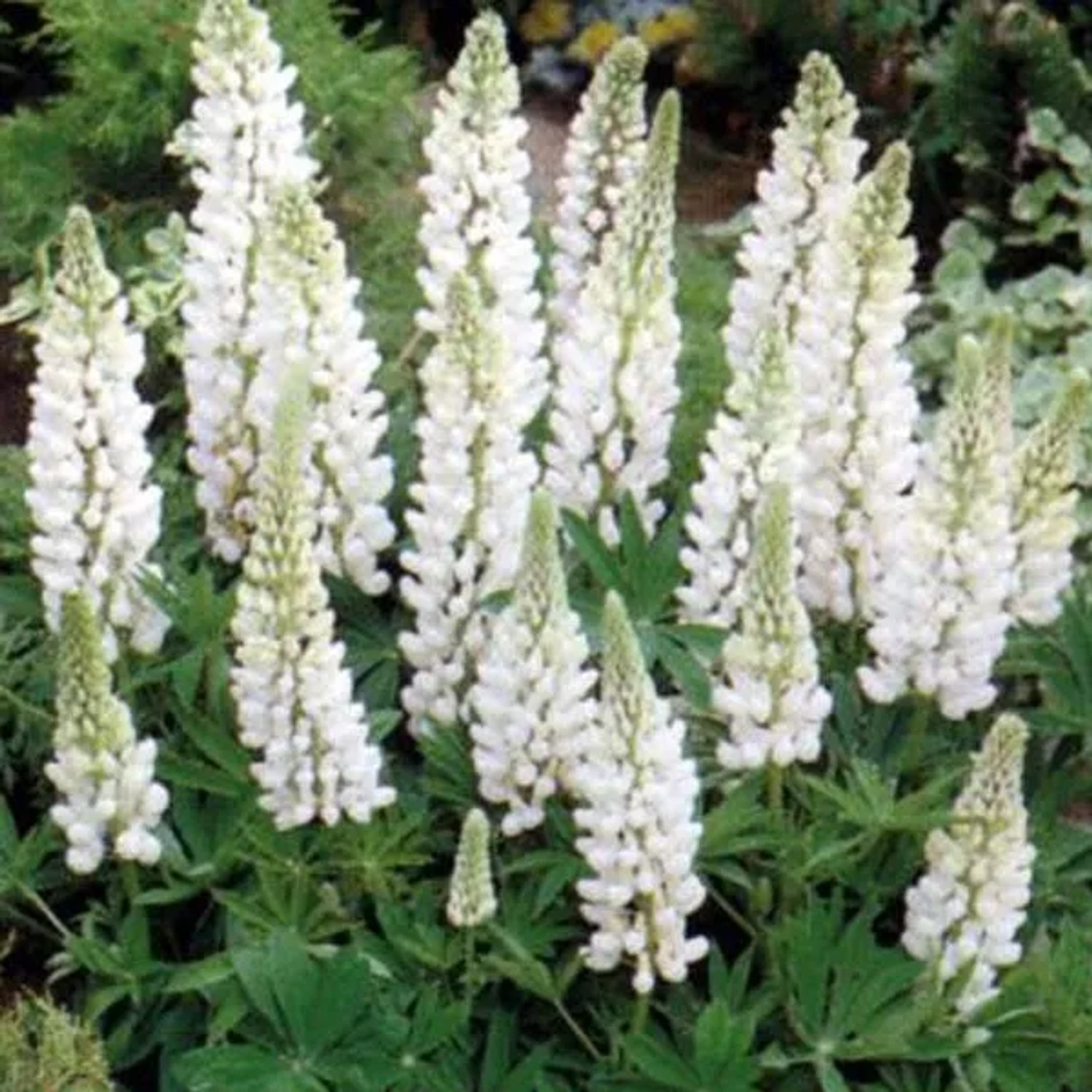 6 x Lupine 'Noble Maiden' Lupinus Topf 9cm Weiße Blüten