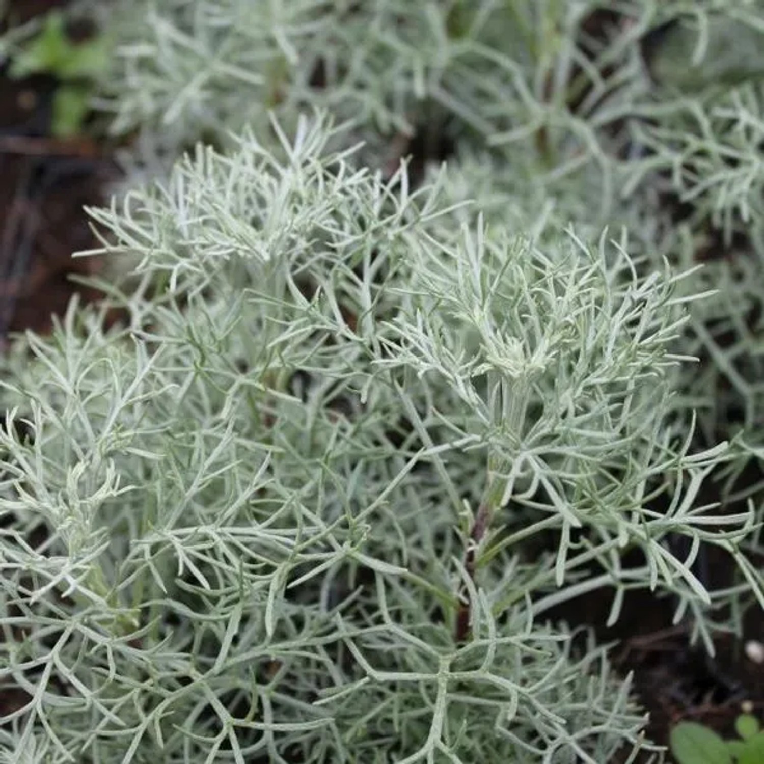 6 x Wermut 'Canescens' Artemisia Topf 9cm Immergrün