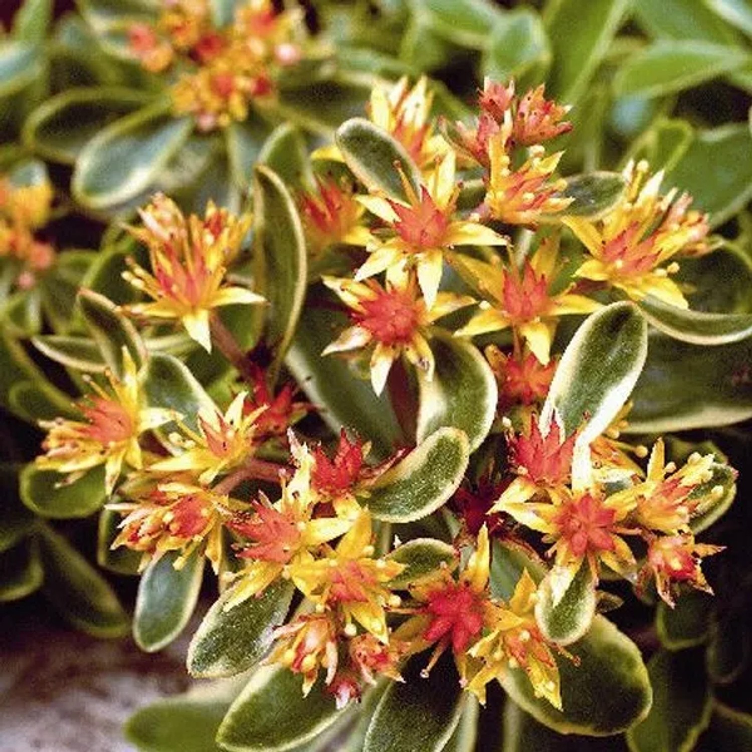 6 x Fettblatt 'Variegatum' Sedum kamtschaticum Topf 9cm Buntlaubig