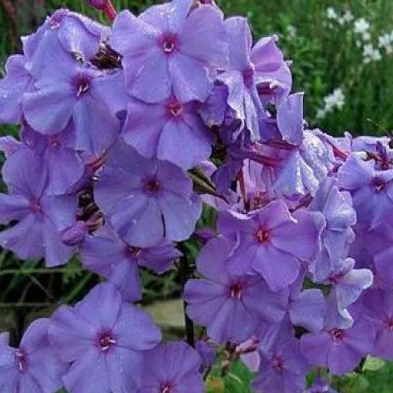 6 x Hohe Flammenblume 'Amethyst' Phlox paniculata Topf 9cm Lila Blüten