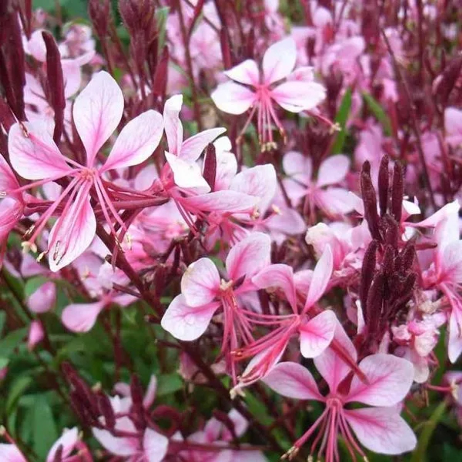 6 x Prachtkerze 'Cherry Brandy' Gaura Lindheimeri Topf 9cm Dunkelrosa Blüten