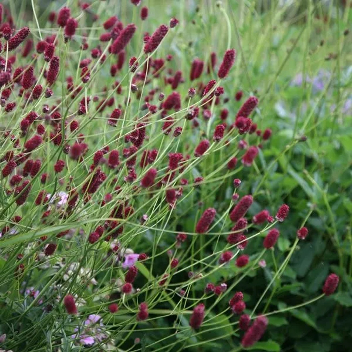 6 x Kleiner Wiesenknopf Sanguisorba Minor Topf 9cm Zierlich