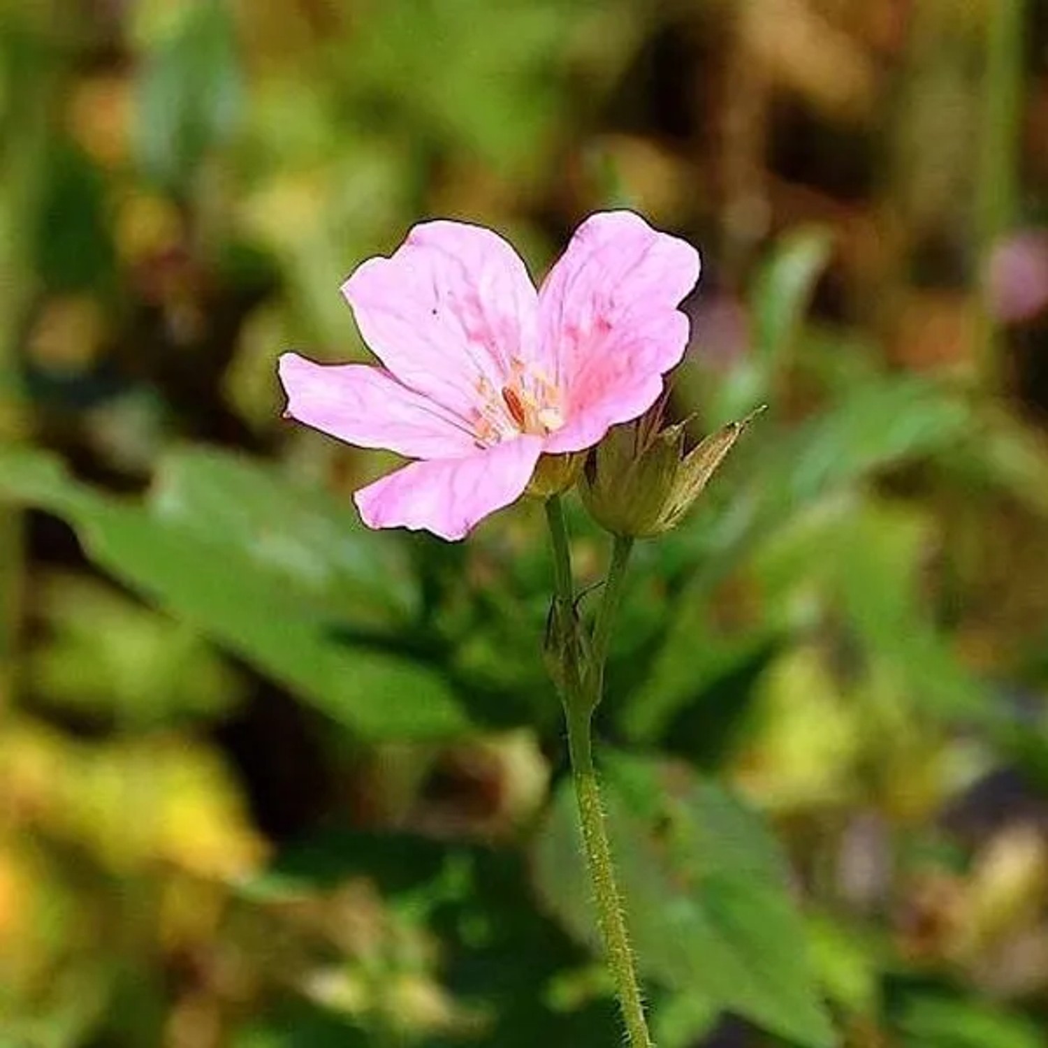 6 x Pyrenäen-Storchschnabel 'Wargrave Pink' Geranium endressii Topf 9cm Leuchtend rosa Blüten