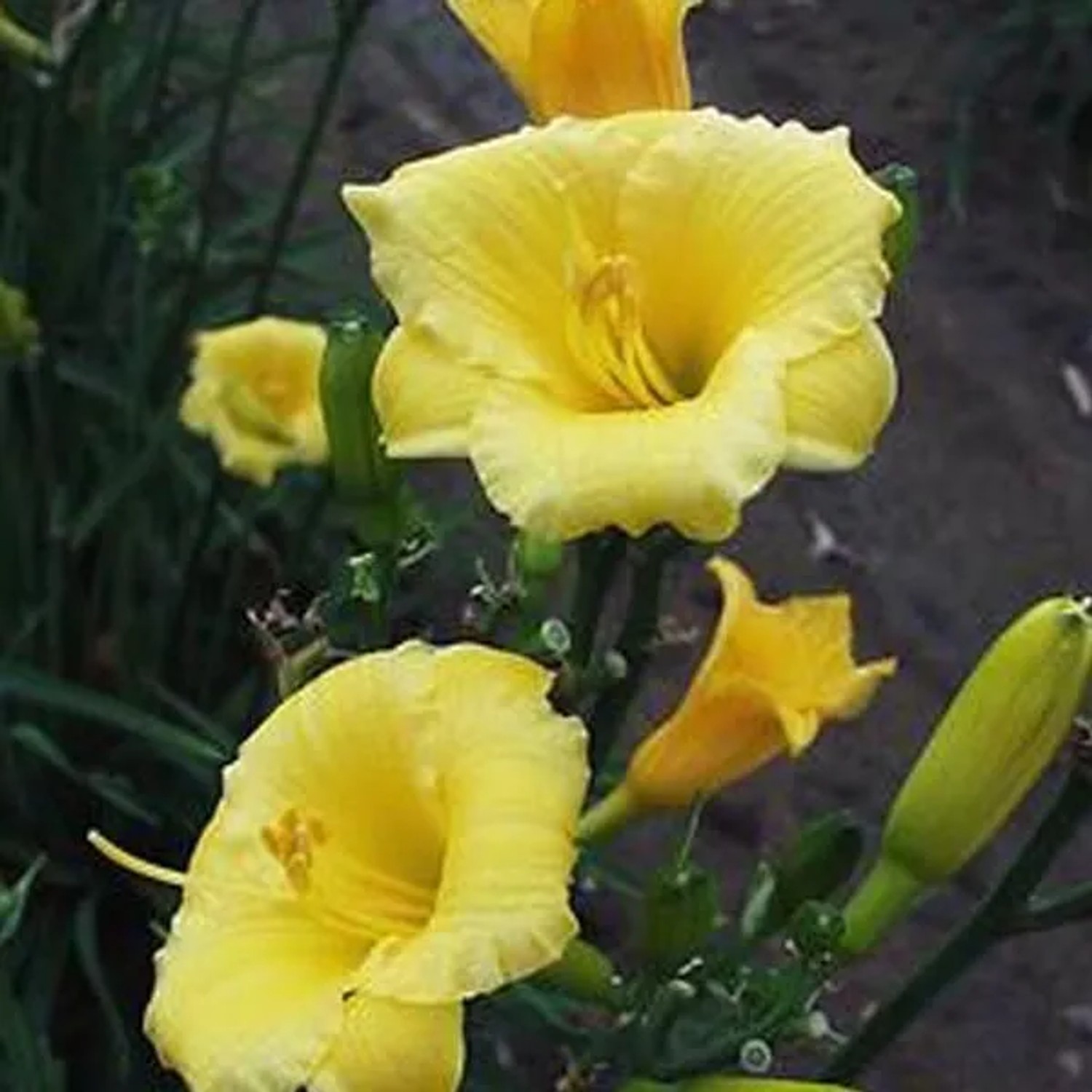 6 x Taglilie 'Mini Stella' Hemerocallis Topf 9cm Kompakt