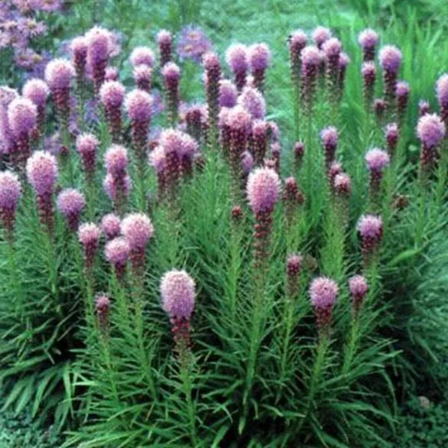 6 x Prachtscharte 'Kobold' Liatris spicata Topf 9cm Beetrandpflanze