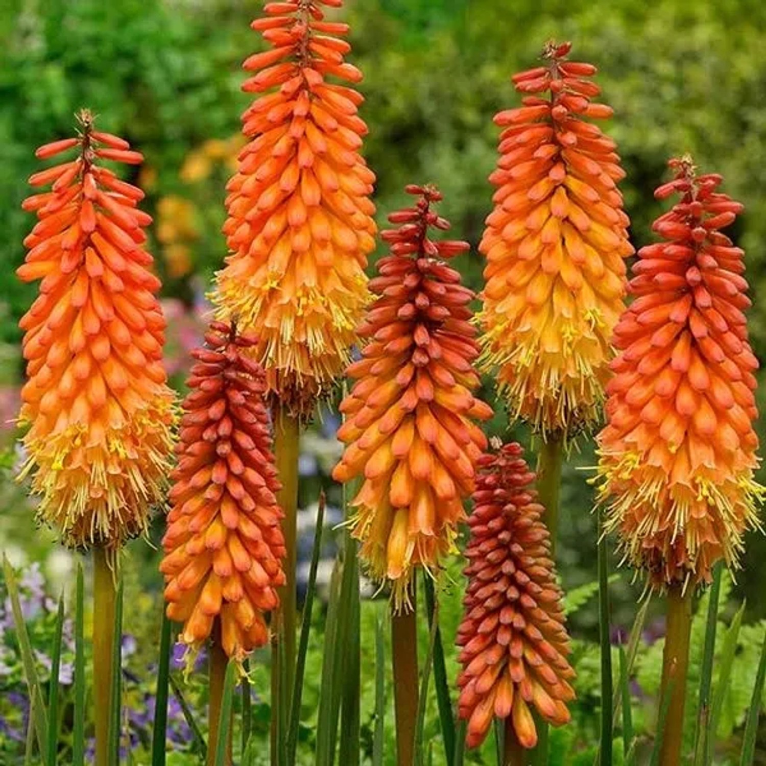 6 x Fackellilie 'Alcazar' Kniphofia Topf 9cm Orange-Rote Blüten