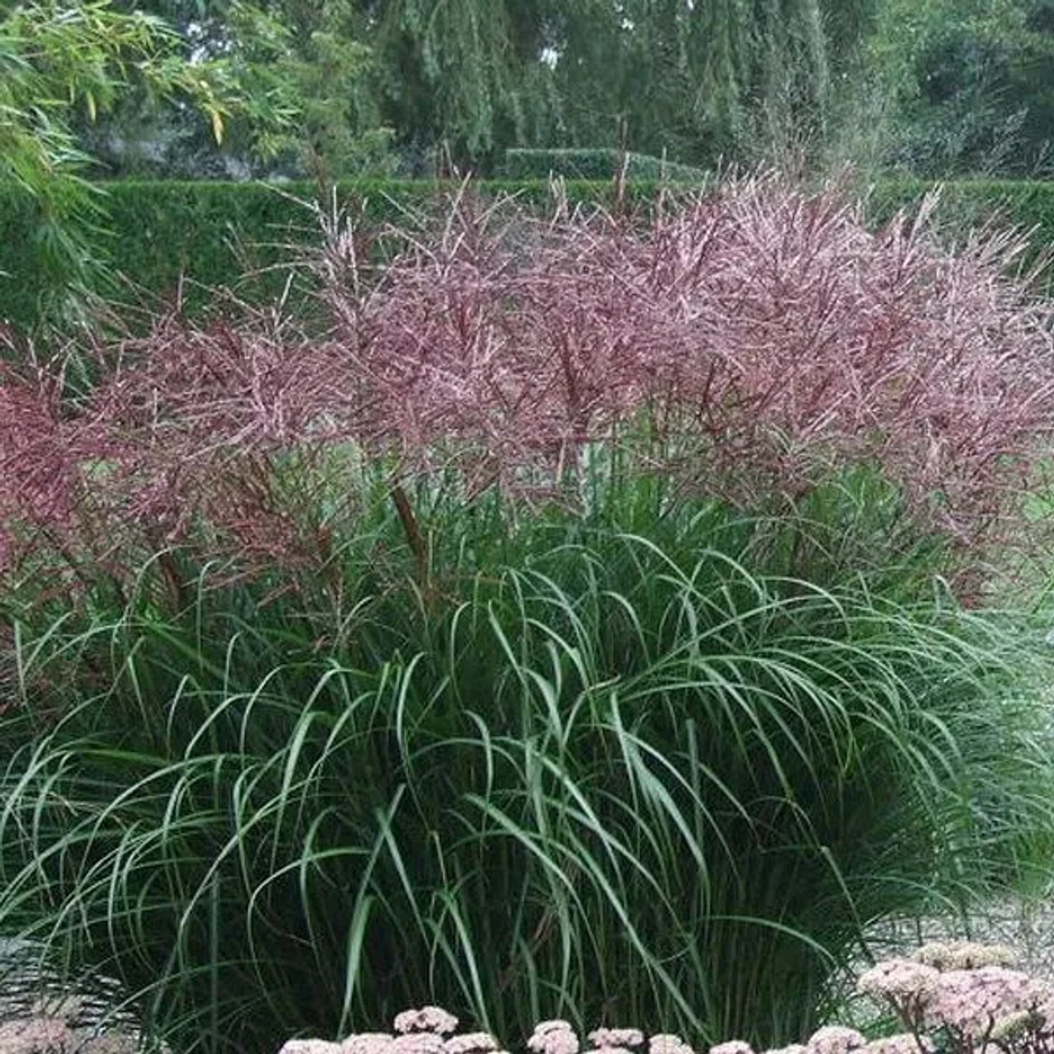 6 x Chinaschilf 'Ferner Osten' Miscanthus sinensis Topf 9cm Rötliche Blütenrispen