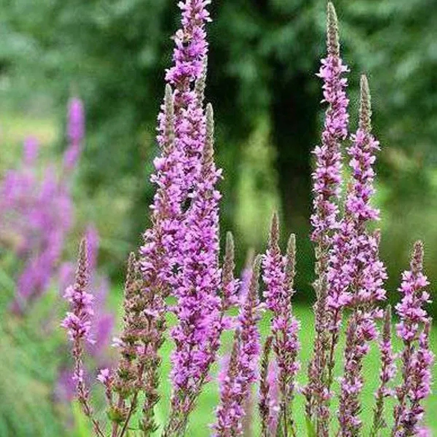 6 x Blut-Weiderich Lythrum salicaria Topf 9cm