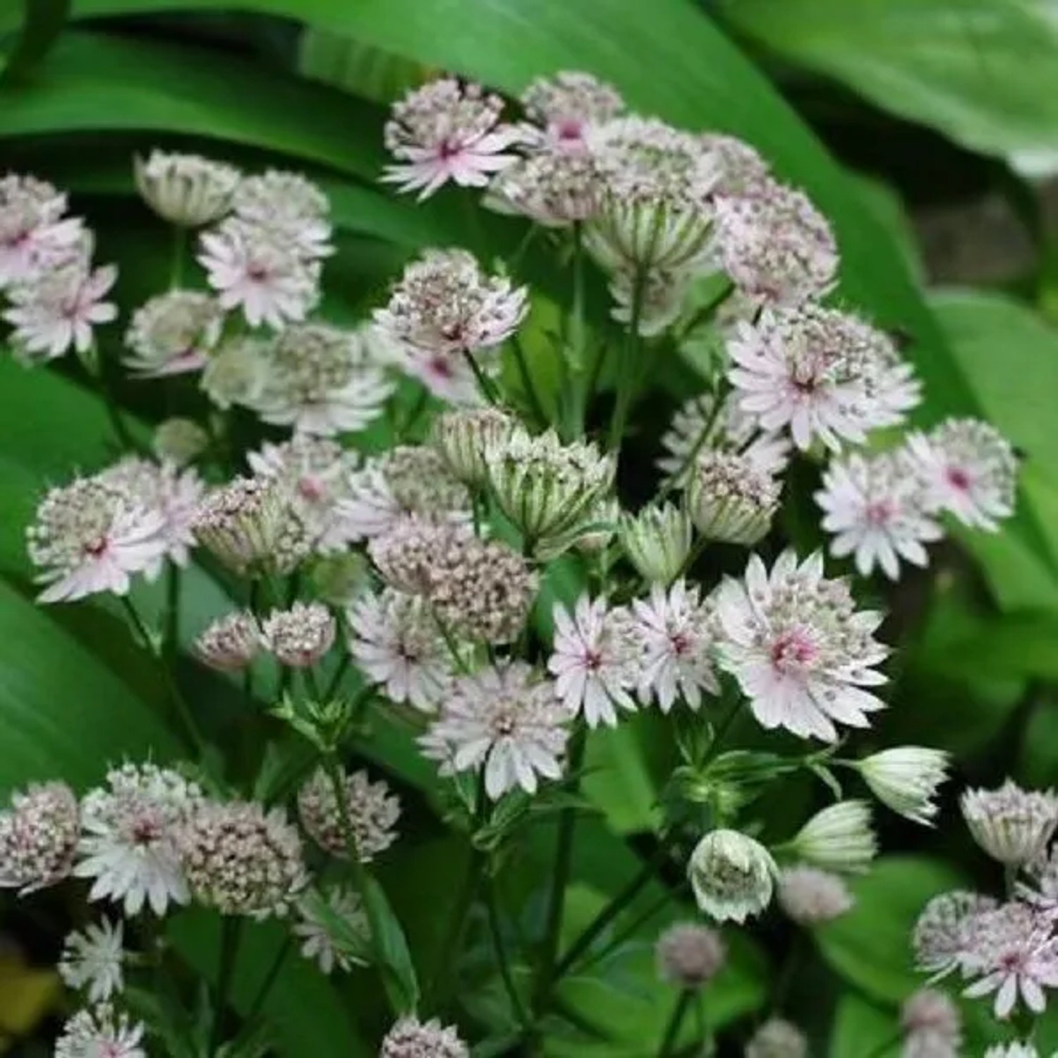 6 x Große Sterndolde 'Alba' Astrantia Major Topf 9cm Weiße Blüten