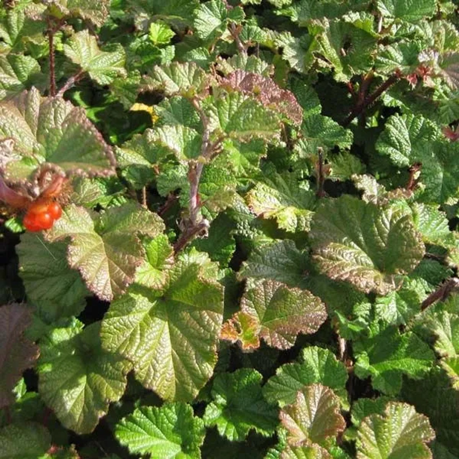 6 x Kriechende Brombeere 'Betty Ashburner' Rubus Topf 9cm Immergrün