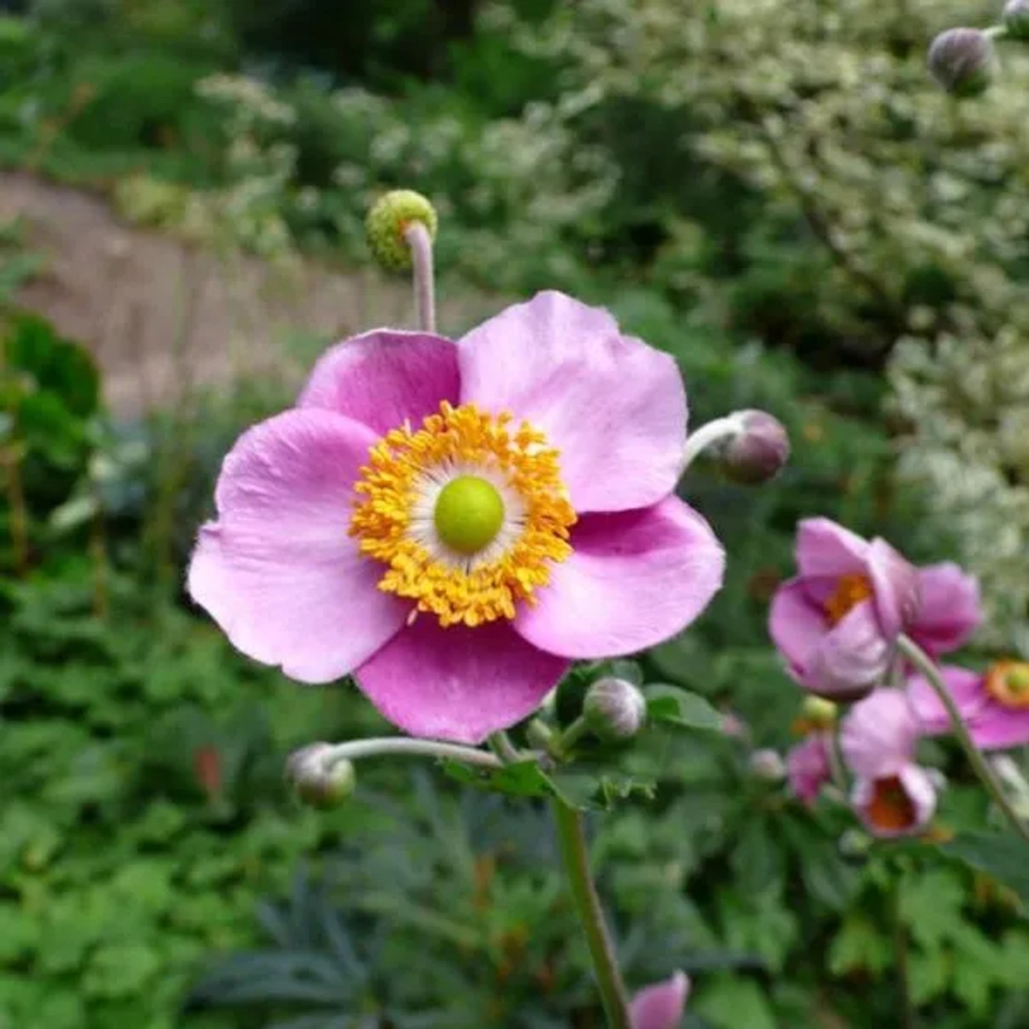 6 x Herbst-Anemone 'Robustissima' Anemone tomentosa Topf 9cm Lange Blütezeit