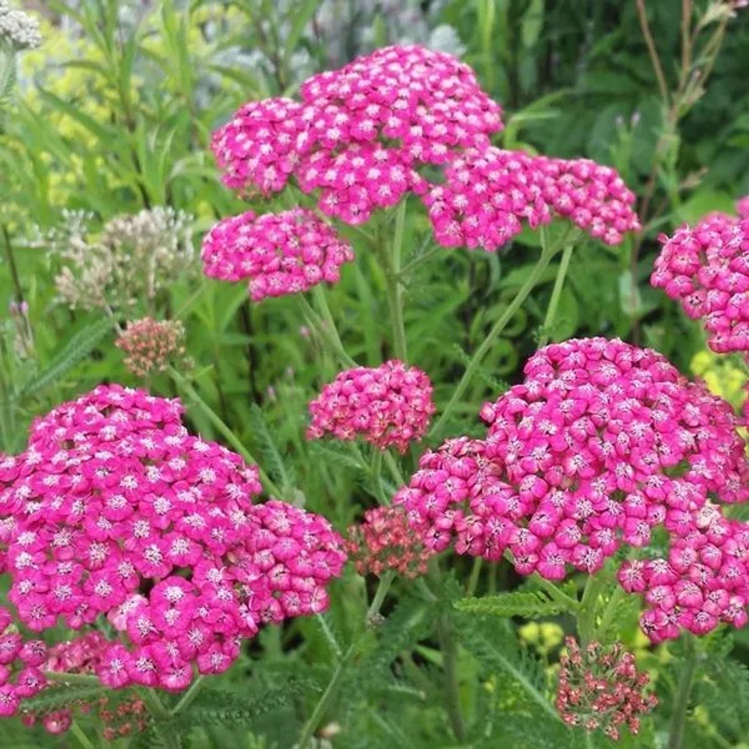 6 x Schafgarbe 'Cerise Queen' Achillea millefolium Topf 9cm Schnittblume
