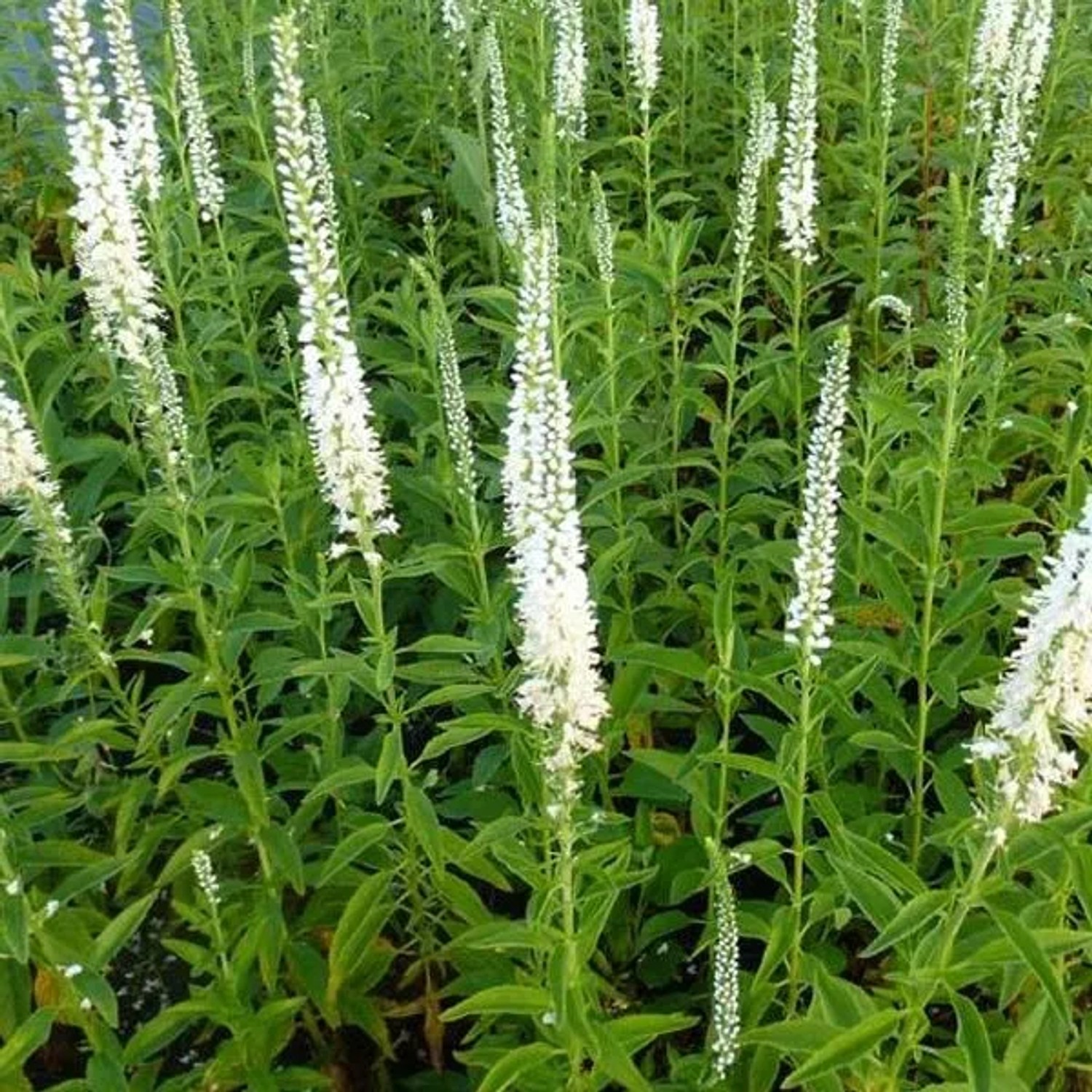6 x Ehrenpreis 'Schneeriesin' Veronica,ongifolia Topf 9cm Staude