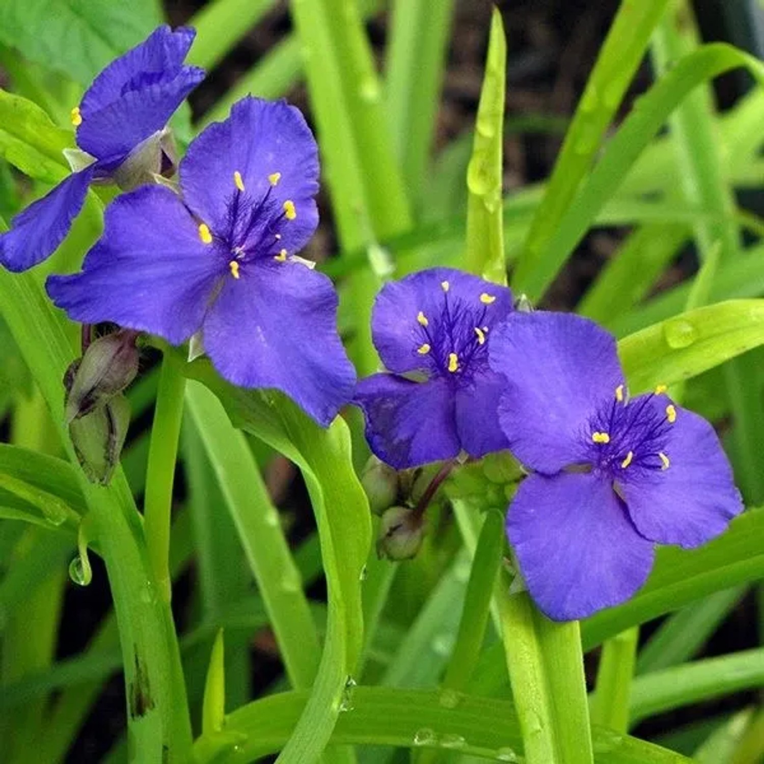 6 x Dreimasterblume 'Sweet Kate' Tradescantia Topf 9cm Pflegeleicht