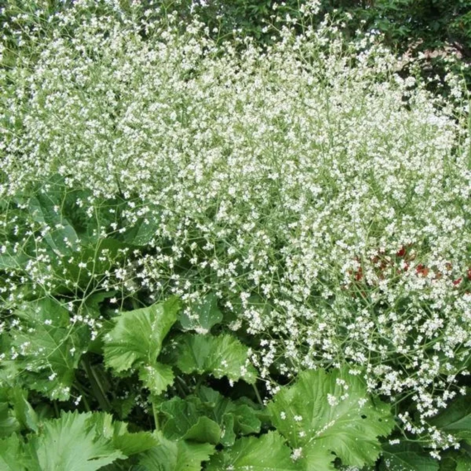 6 x Meerkohl Crambe cordifolia Topf 9cm Beetrandpflanze