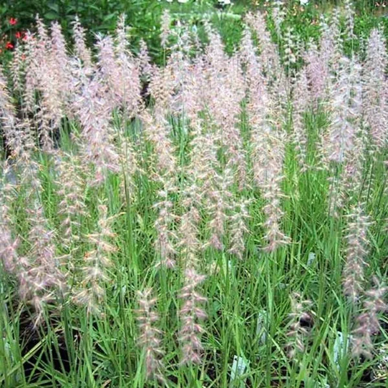6 x Federborstengras Pennisetum Orientale Topf 9cm Zarte Blütenähren