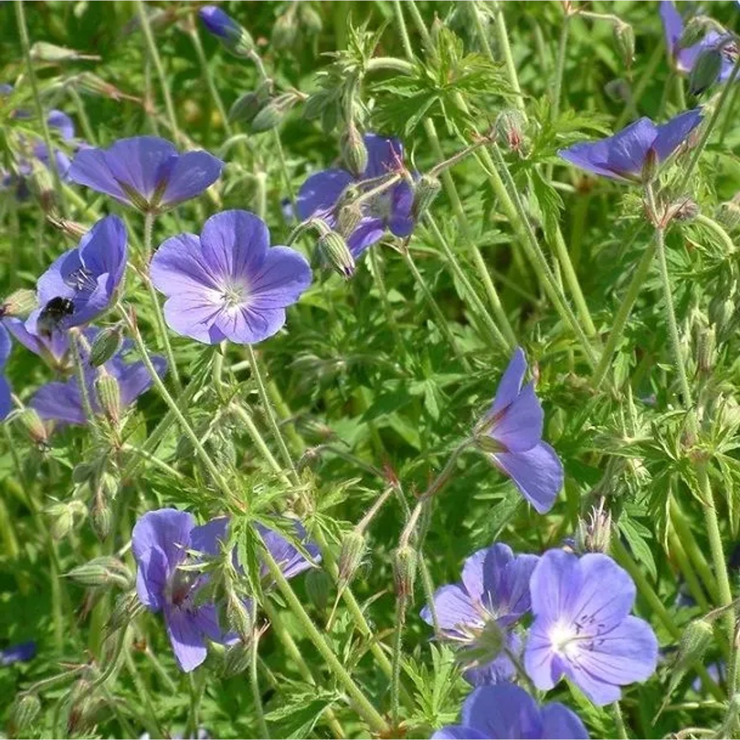 6 x Storchschnabel 'Brookside' Geranium Topf 9cm Blaue Blüten