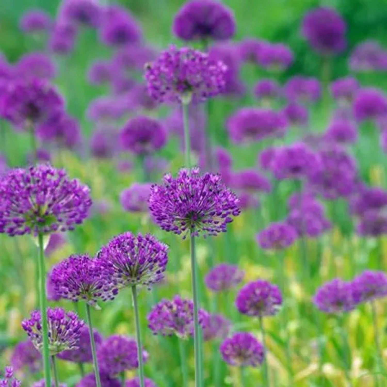 6 x Zierlauch 'Purple Sensation' Allium Topf 9cm Violette Blüten