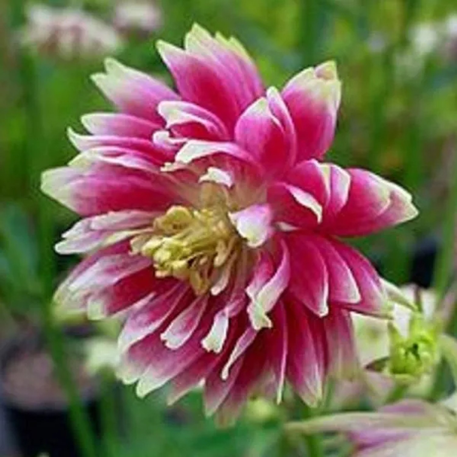 6 x Akelei 'Nora Barlow' Aquilegia Topf 9cm Gefüllte Blüten