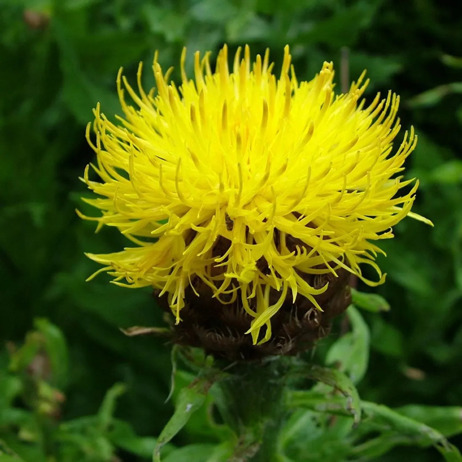 6 x Riesen-Flockenblume Centaurea macrocephala Topf 9cm Beetrandpflanze