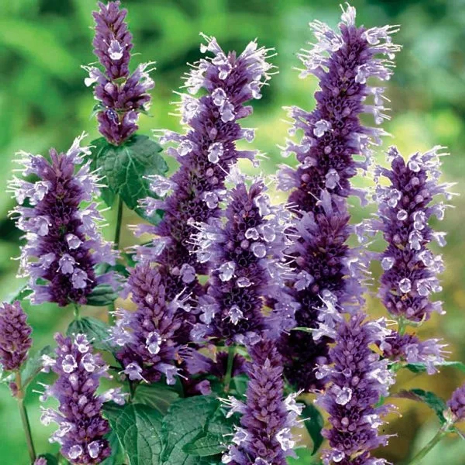 6 x Duftnessel 'Black Adder' Agastache Topf 9cm Schmetterlingspflanze