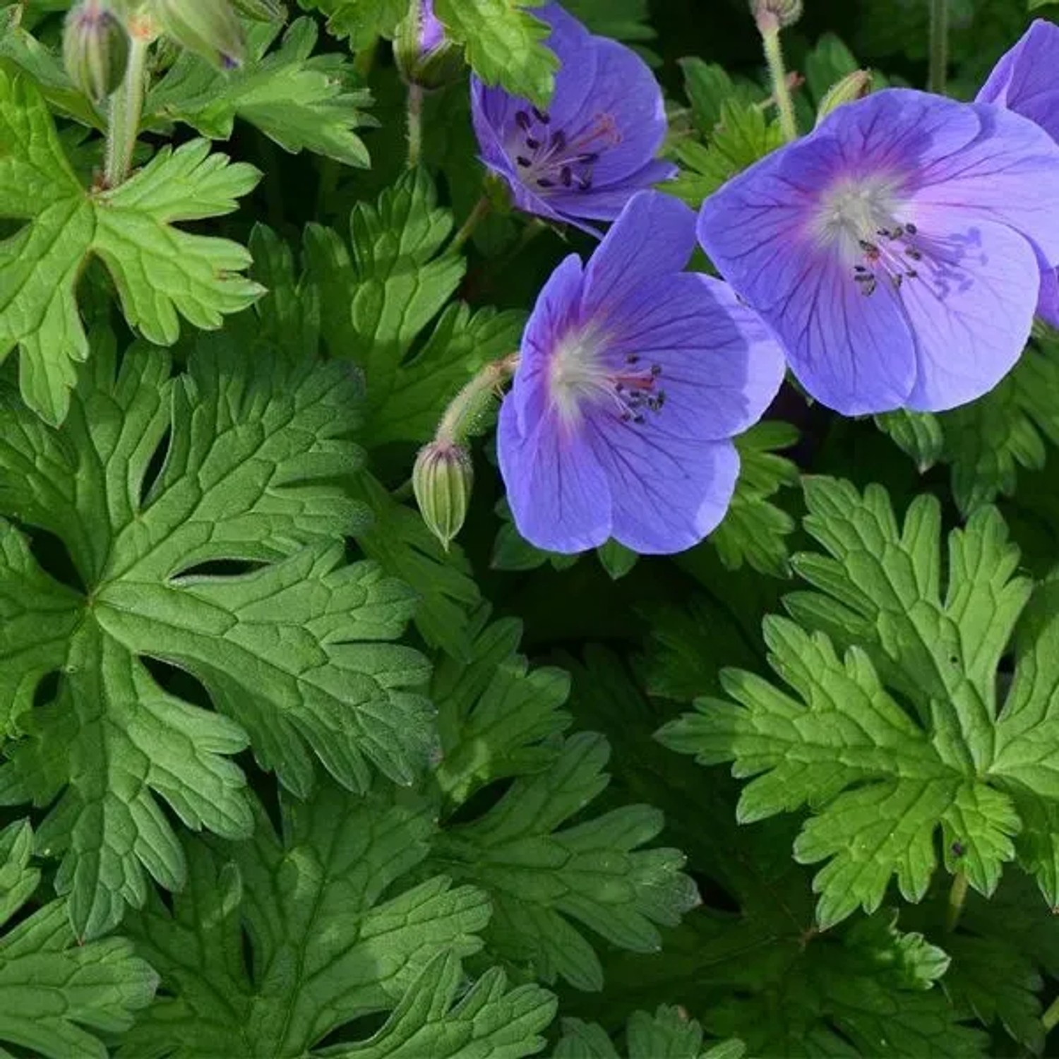 6 x Himalaya-Storchschnabel Geranium Himalayense Topf 9cm Schöne Herbsttöne