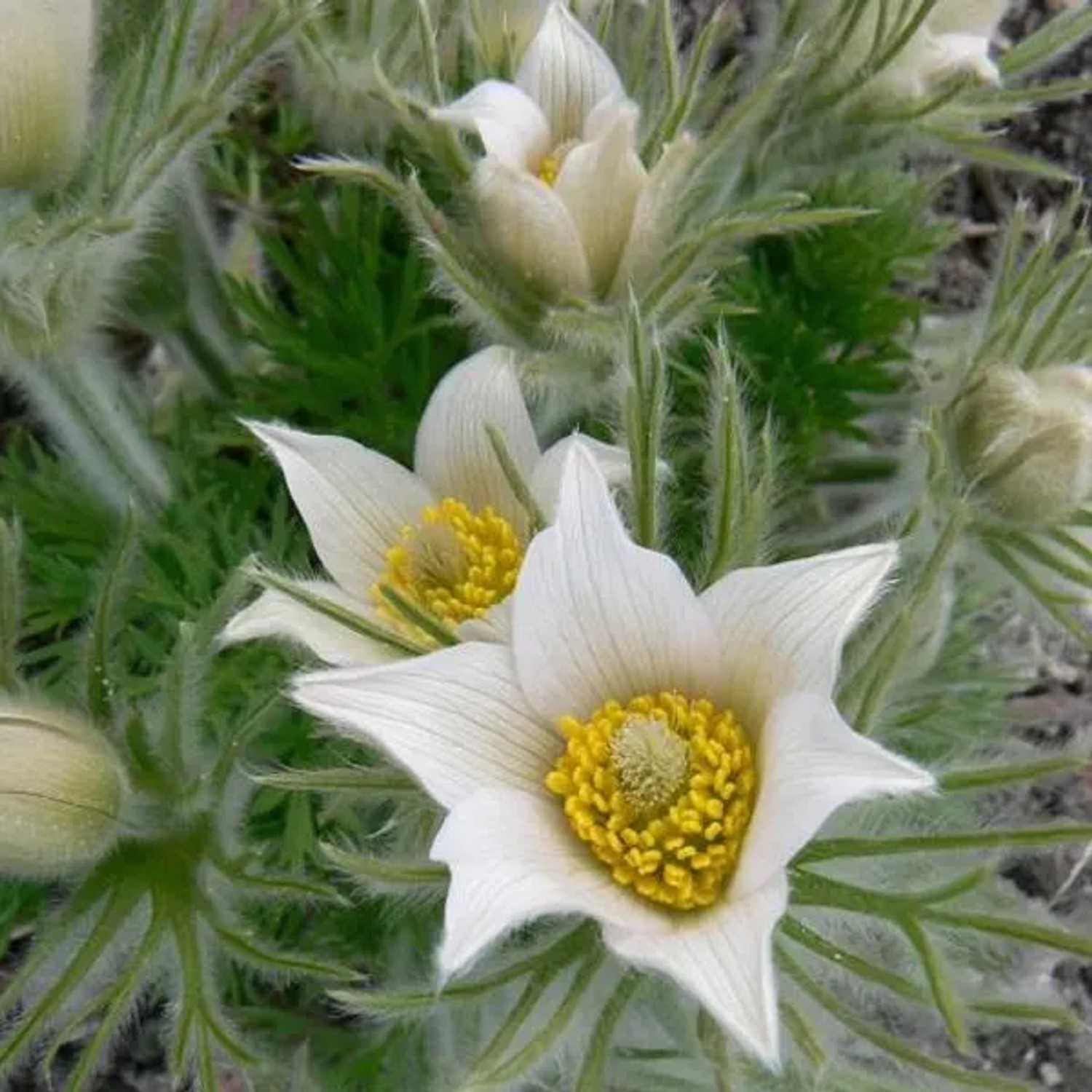 6 x Kuhschelle 'Alba' Pulsatilla vulgaris Topf 9cm Weiße Blüten