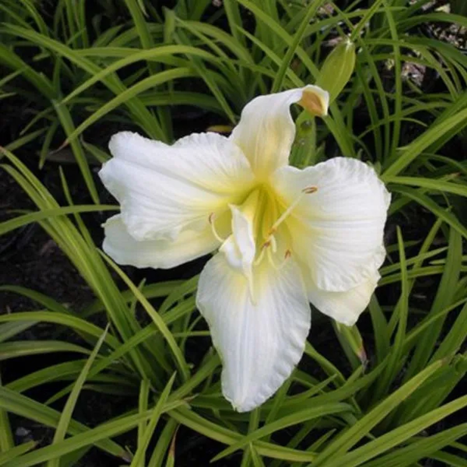 6 x Taglilie 'Gentle Shepherd' Hemerocallis Topf 9cm Großblütig
