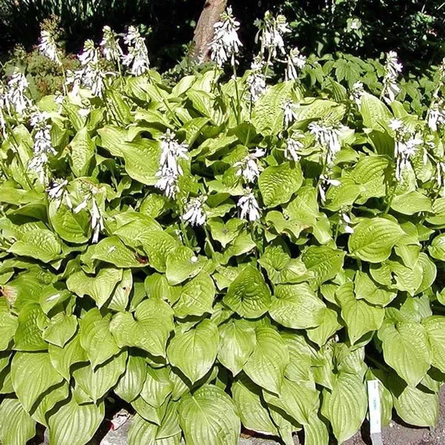 6 x Funkie 'Royal Standard' Hosta Topf 9cm Duftende Blüten