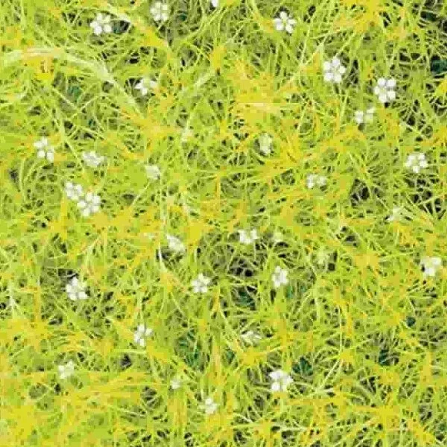 6 x Mastkraut 'Aurea' Sagina subulata Topf 9cm Kriechend