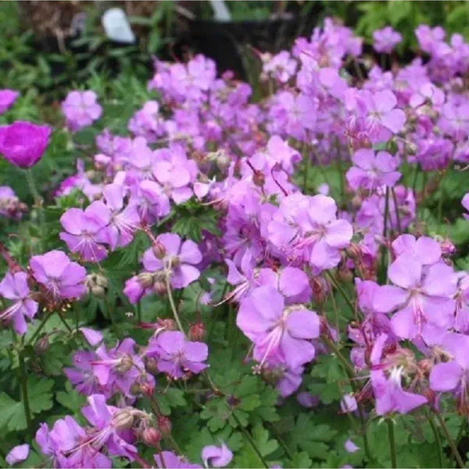 6 x Storchschnabel 'Cambridge' Geranium Cantabrigiense Topf 9cm Immergrün