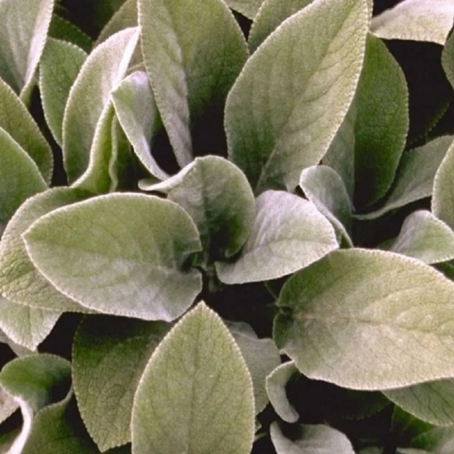 6 x Wollziest 'Cotton Ball' Stachys byzantina Topf 9cm Beetrandpflanze