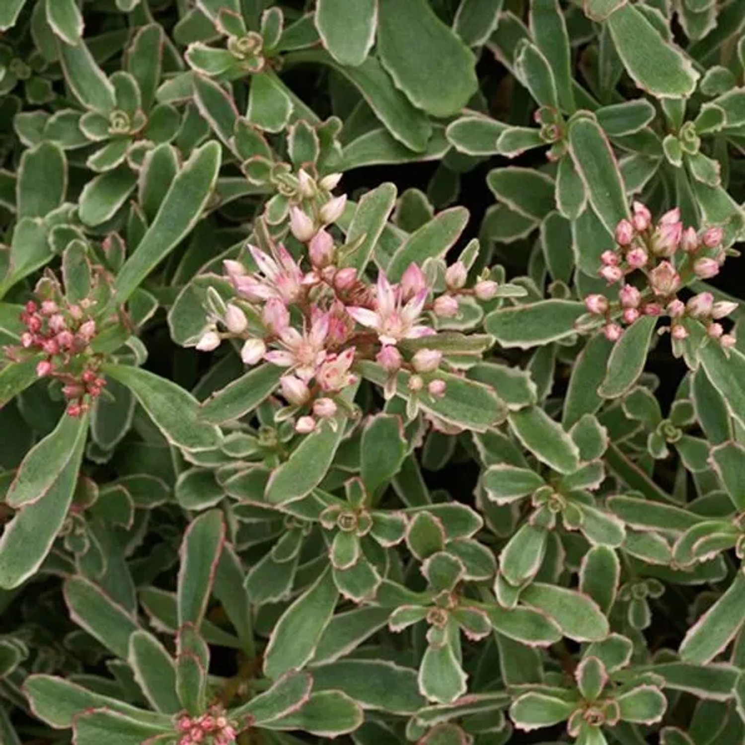 6 x Teppich-Fetthenne 'Variegatum' Sedum spurium Topf 9cm Schmetterlingspflanze