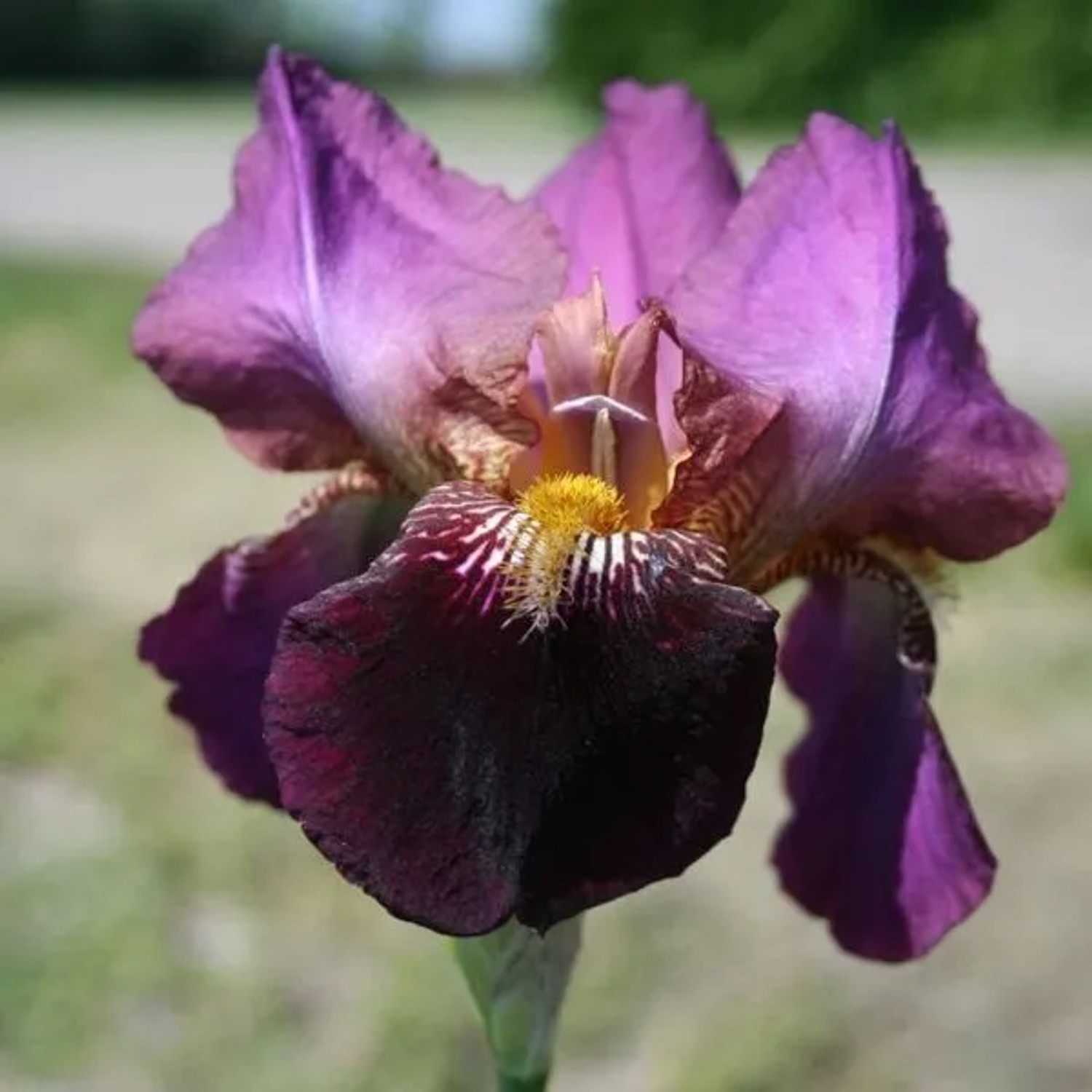 6 x Schwertlilie 'Senlac' Iris germanica Topf 9cm Reichblühend