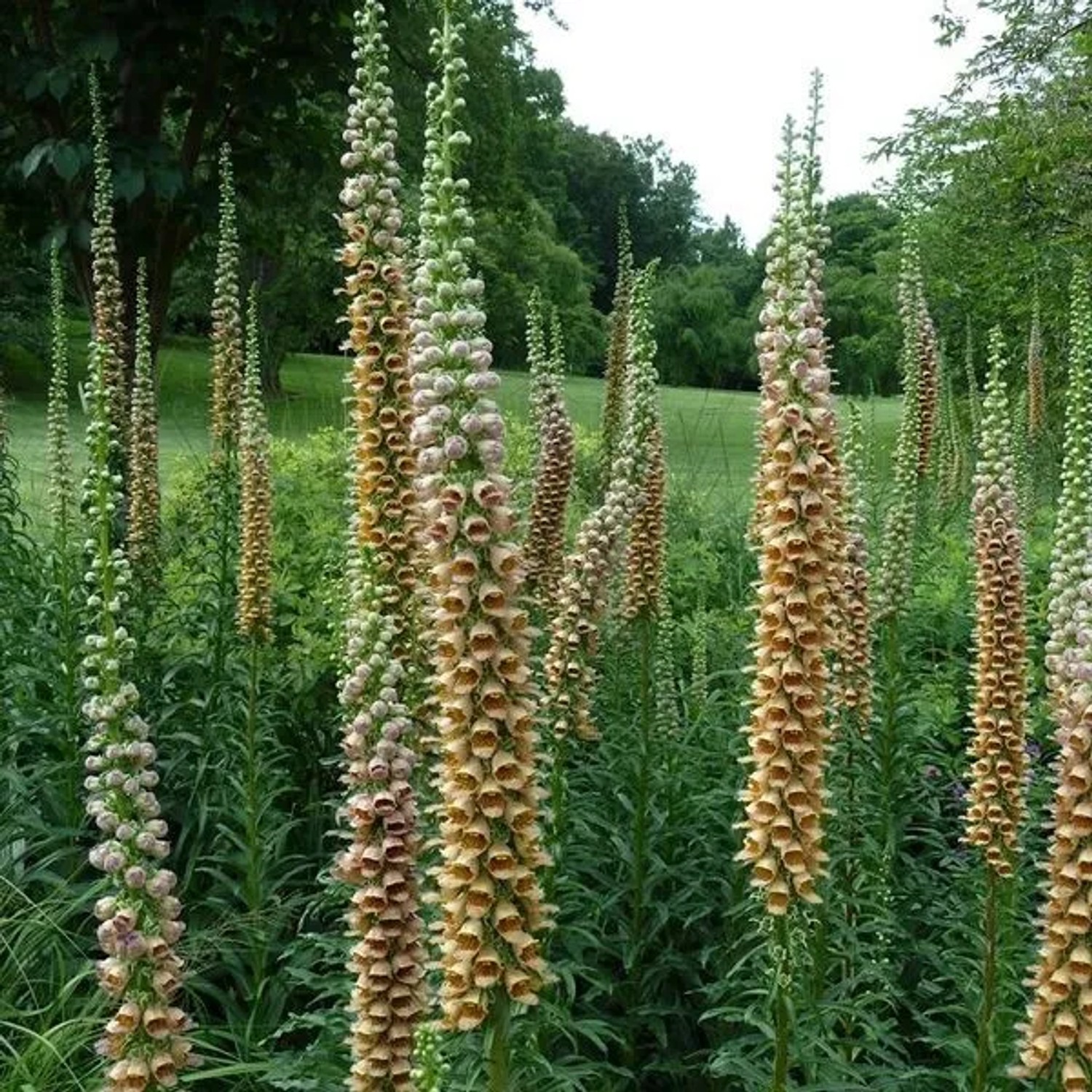 6 x Fingerhut 'Gigantea' Digitalis ferruginea Topf 9cm Schnittblume