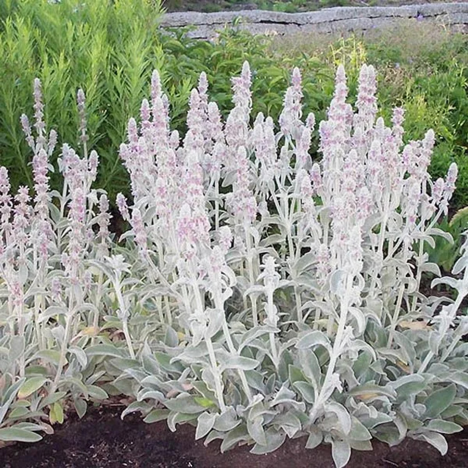 6 x Woll-Ziest Stachys byzantina Topf 9cm Beetrandpflanze