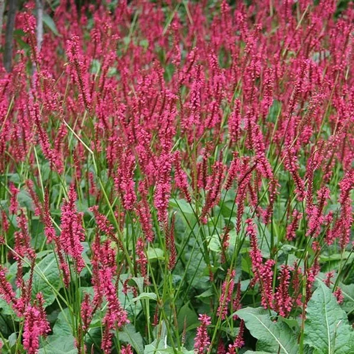 6 x Kerzenknöterich 'Red Baron' Persicaria amplexicaulis Topf 9cm Rote Blüten