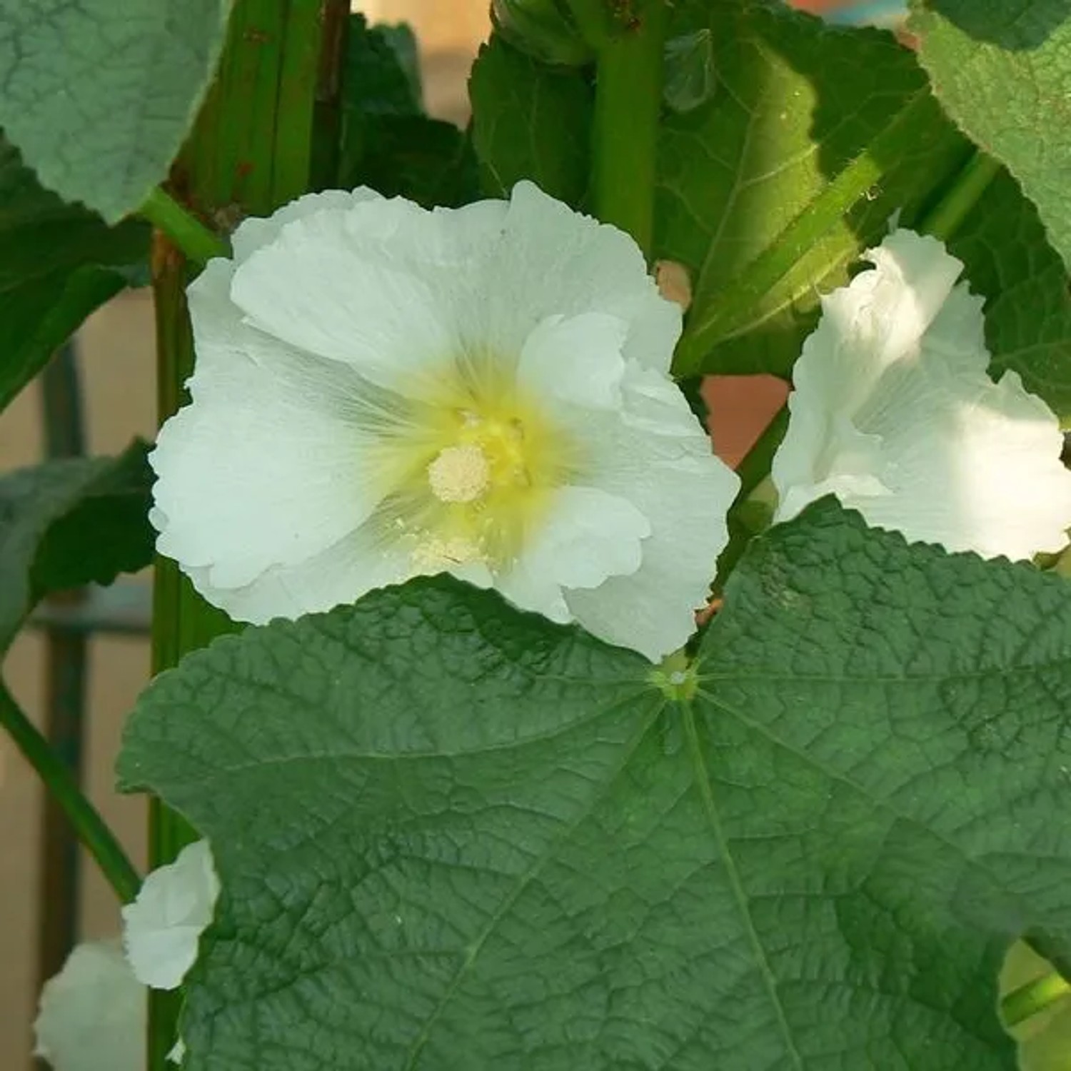 6x Stockrose 'Alba' Alcea rosea Topf 9 cm Große Weiße Blüten