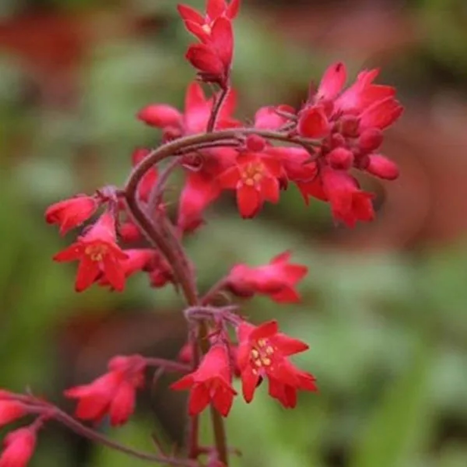 6 x Purpurglöckchen 'Pluie de Feu' Heuchera brizoides Topf 9cm Schnittblume