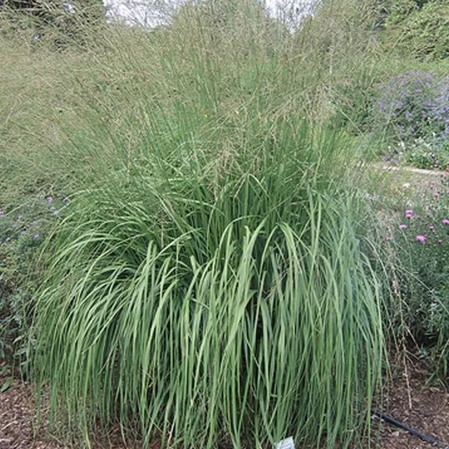 6 x Pfeifengras 'Windspiel' Molinia arundinacea Topf 9cm Lockerer Wuchs