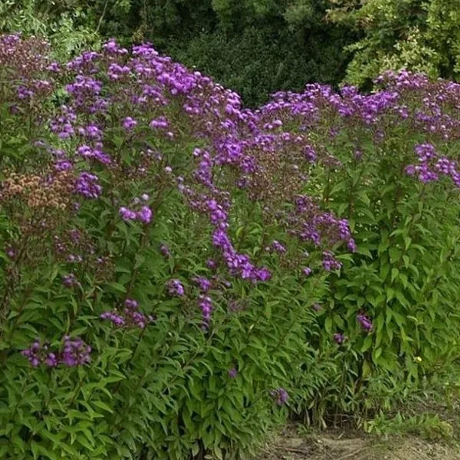 6 x Vernonie 'Mammuth' Vernonia crinita Topf 9cm Beetrandpflanze