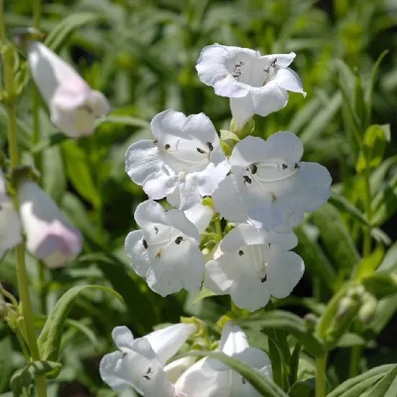 6 x Bartfaden 'White Bedder' Penstemon Topf 9cm Beetrandpflanze