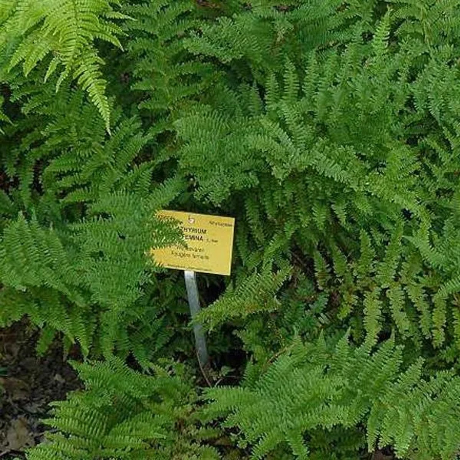 6 x Frauenfarn Athyrium Filix-femina Topf 9cm Fein Gefiedertes Laub