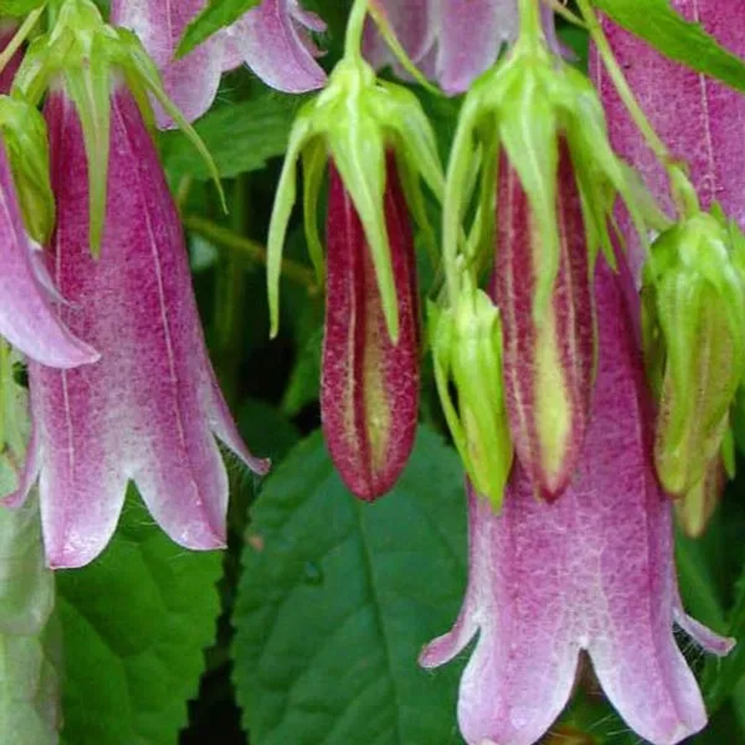 6 x Großblütige Glockenblume 'Elizabeth' Campanula Topf 9cm Beetpflanze