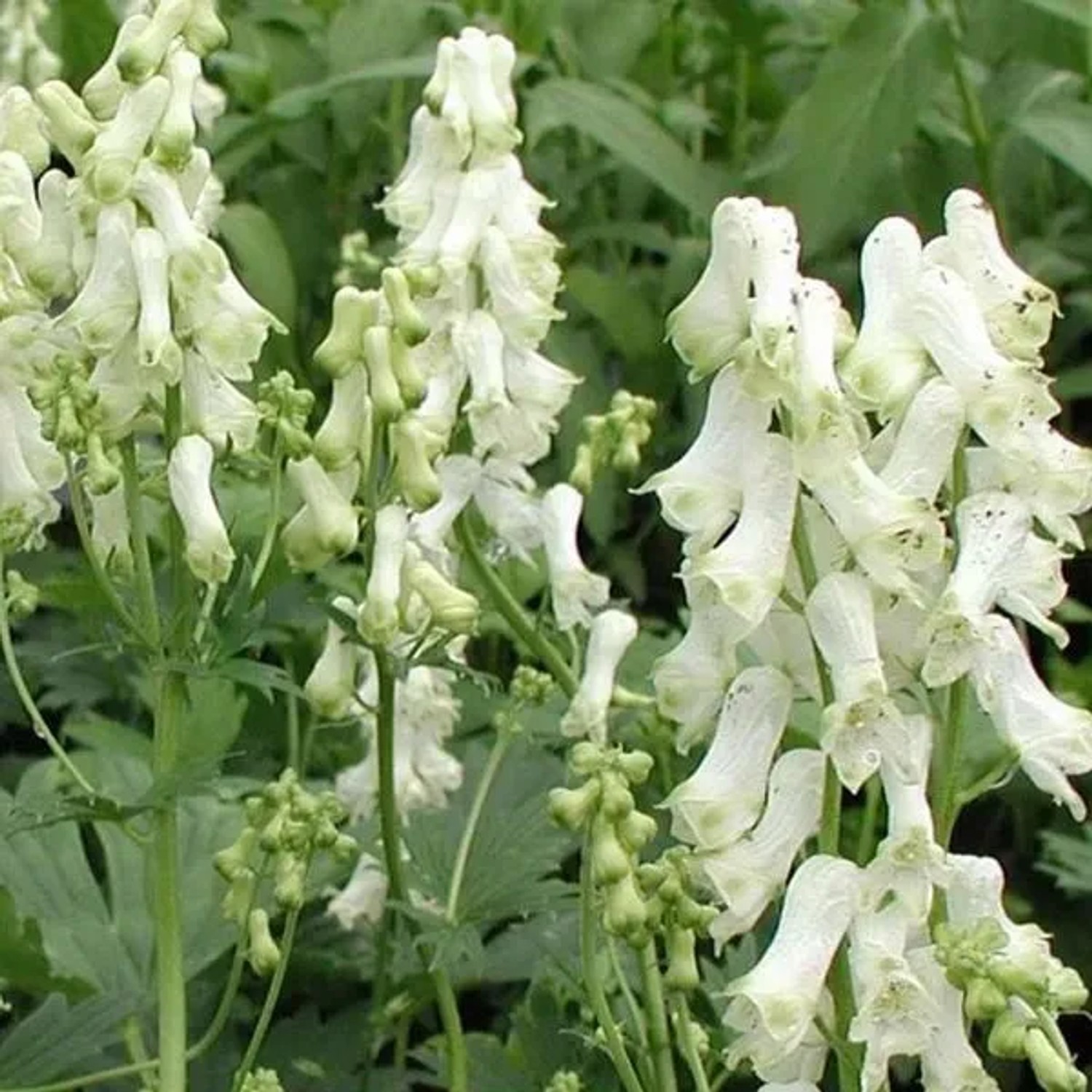 6 x Eisenhut 'Schneewittchen' Aconitum napellus Topf 9cm Weiße Blüten