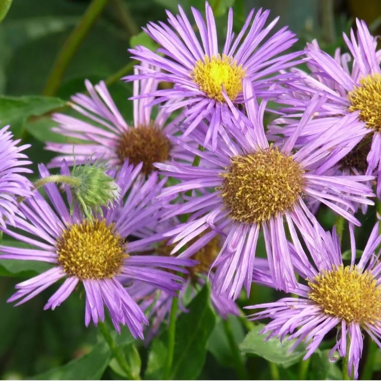 6 x Feinstrahl 'Dunkelste Aller' Erigeron Topf 9cm Langblühend